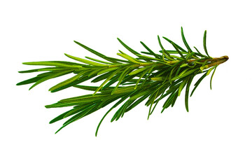 Rosemary twig isolated on a transparent background background. Fresh rosemary leaf branch. Herbal...