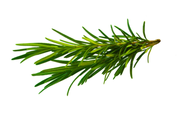 Rosemary twig isolated on a transparent background background. Fresh rosemary leaf branch. Herbal spices, hair care, healthy food, cooking design elements. cut out, PNG, top view / flat lay	
