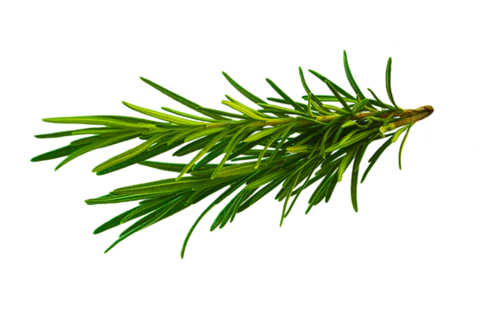 Rosemary twig isolated on a transparent background background. Fresh rosemary leaf branch. Herbal spices, hair care, healthy food, cooking design elements. cut out, PNG, top view / flat lay	