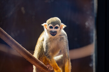 Squirrel Monkey (Saimiri sciureus), Saimiri, Macaco-de-cheiro