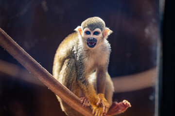 Squirrel Monkey (Saimiri sciureus), Saimiri, Macaco-de-cheiro