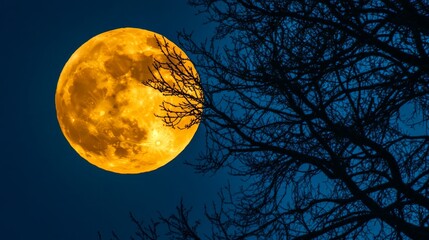 Full moon rising over tree branches