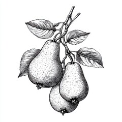 Black and white Vintage engraved art of a branch of pears with leaves, isolated on white background, ink sketch illustration, simple vector art design, highly detailed line art, high contrasty 