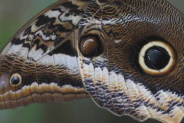 Close-up of the wing a Forest Giant Owl
