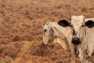 Dois bovinos no meio do pasto seco de uma fazenda.