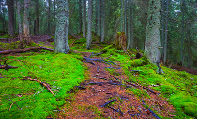 small ground road over a mount slope with forest