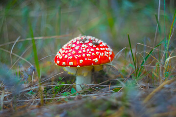 closeup red flyagaric mushroom in wet autumn forest