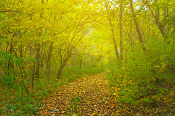 Obraz premium autumn forest glade covered byred dry leaves