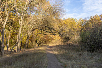 Obraz premium Empty walking path through autumn deciduous forest. Dirt road inside trees with yellow leaf in woodland. Treelined footpath way forward through autumn foliage color. Atmospheric mood of idyllic fall.
