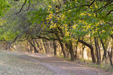 Naklejka premium Empty walking path through autumn deciduous forest. Dirt road inside trees with yellow leaf in woodland. Treelined footpath way forward through autumn foliage color. Atmospheric mood of idyllic fall.