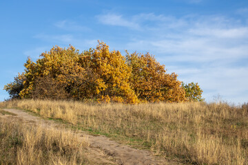 Empty walking path through autumn deciduous forest. Dirt road inside trees with yellow leaf in...