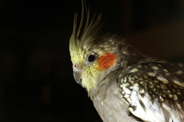 ritratto dettagliata da vicino e di lato di un uccello domestico sveglio, della specie delle calopsitte, dai colori giallo e grigio, su sfondo nero