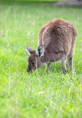 Very cute little wallaby kangaroo is grazing on a green meadow among flowers in Australia, wildlife and beauty in nature