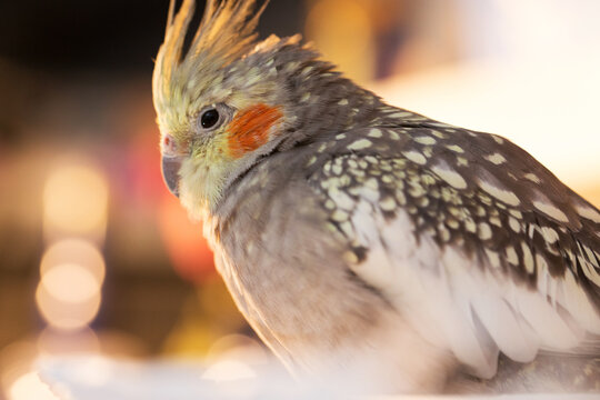 ritratto dettagliata da vicino e di lato di un uccello domestico assonnato, della specie delle calopsitte, dai colori giallo e grigio, su sfondo sfuocato, multi colore e brillante