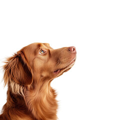 A close-up profile of a golden retriever displaying curiosity