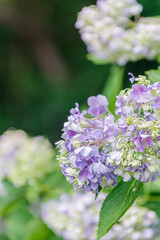 Fototapeta premium 梅雨の晴れ間の日差しに輝く紫陽花 