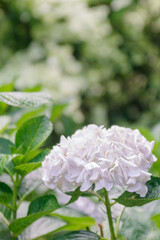 Fototapeta premium 梅雨の晴れ間の日差しに輝く紫陽花 
