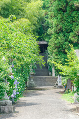 紫陽花の咲く石段