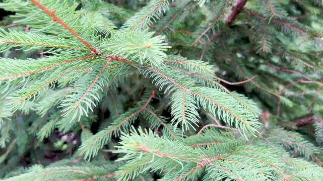 Pine tree close-up on a blurry background