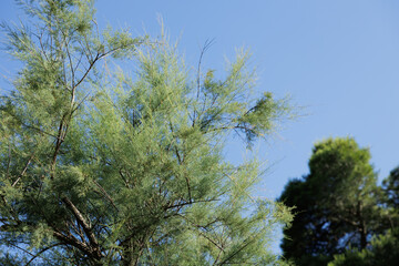 Obraz premium dettagli dei rami verdi di una pianta marittima in primo piano, con cielo azzurro e alcuni pini sullo sfondo