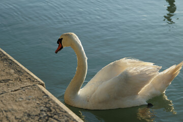 cigno bianco in primo piano, visto da vicino e in controluce mentre si muove lentamente nell'acqua calma di mare, durante il giorno, in estate, vicino ad un molo