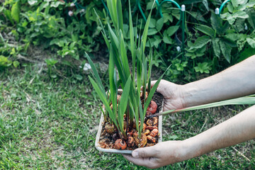 hands holding sprouted gladiolus bulbs before planting