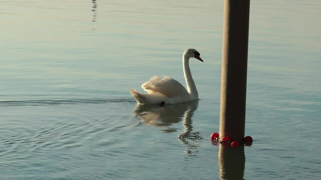 ripresa video in tempo reale con un cigno bianco in primo piano visto di lato mentre si muove sull'acqua del mare al tramonto