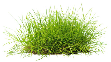 Patch of grass with dirt, isolated