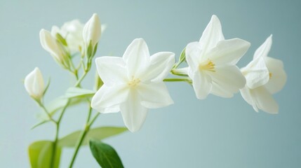 Delicate White Jasmine Flowers on a Light Blue Background