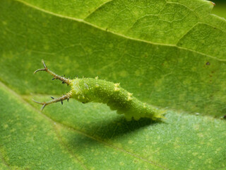 オオムラサキの幼虫