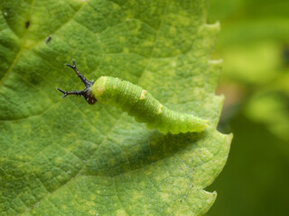 オオムラサキの幼虫