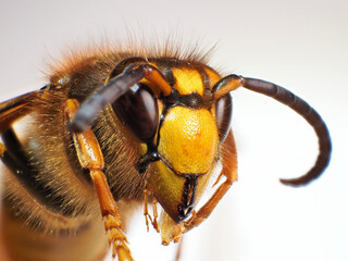 ケブカスズメバチ♂の顔