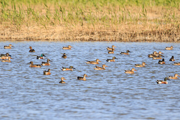 A Flock of Shovelers Swimming and Flying in a Wetland, Mai Po Natural Reserve, Hong Kong
