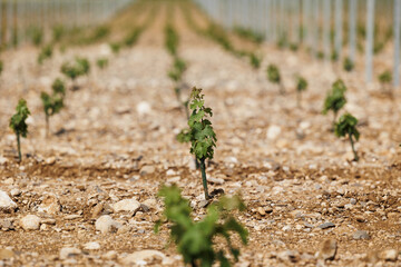 giovani germogli verdi di piante di vite, viste in prospettiva, a livello del terreno, con sfondo sfuocato, che crescono in un vigneto, di giorno, in estate