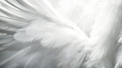 Fototapeta premium Closeup, white and feathers background for peace, calm and spirituality for God, religion and hope. Ai generated, feather and bird plumage for creative banner, texture or detail space for angel faith