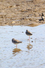 Wading in the Shallow Water: A Group of Common Redshanks