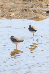 A Flock of Common Redshanks Wading in Shallow Water