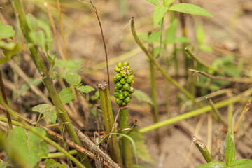 vista macro da vicino di una giovane pianta selvatica dai germogli verdi di Arum maculatum, nel sottobosco, a inizio estate,