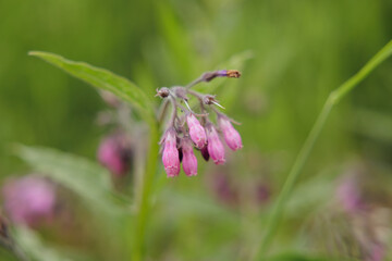 vista macro dei fiori color rosa di una pianta verde, su sfondo sfuocato, di giorno, in estate