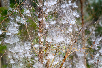 webs in trees, Queensland Australia, spider dense numerous many nests, nature natural environment,...