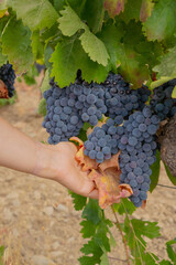 carignano cannonau and vermentino grapes ready for harvest