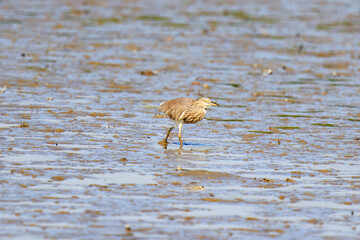 Yellow-billed Heron Wading in Shallow Water