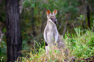 Whiptail wallaby, Notamacropus parryi, pretty-faced australian native marsupial, Queensland...