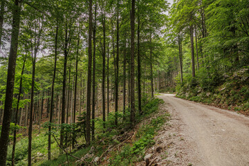 strada sterrata che attraversa una grande foresta dagli alberi verdi, in Slovenia, di giorno, in estate