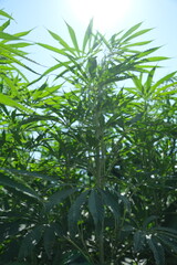 Sustainable Industrial Hemp Farming: A Glimpse into Eco-Friendly Agriculture