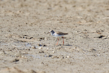 Common Redshank Foraging in Muddy Terrain, Mai Po Natural Reserve, Hong Kong