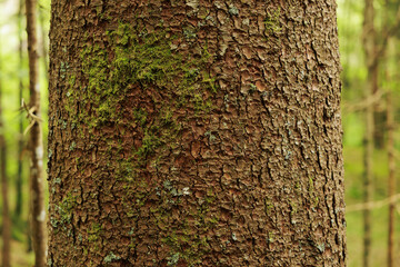 dettagli macro della corteccia ruvida e marrone di un grande albero di abete con qualche piccola macchia di muschio verde