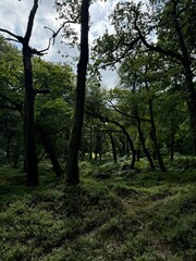 forest in the morning