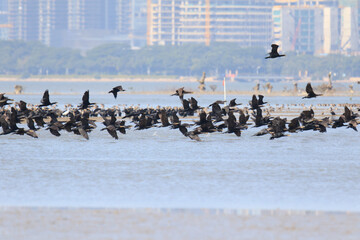 A Massive Flock of Cormorants Taking Flight Over a Coastal City