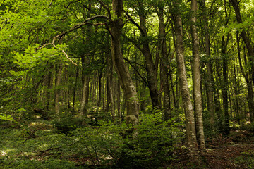 Obraz premium particolari di un fitto bosco di montagna nel nord Italia, ricco di foglie verdi, nella penombra, di giorno, in estate